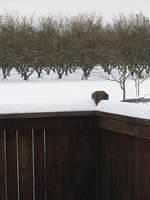 snow_007